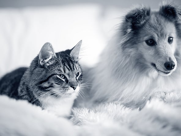 A dog and cat lying on a blanket.