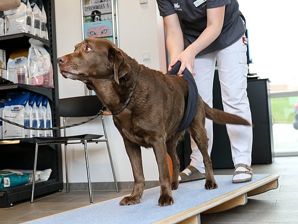 A dog on a board.