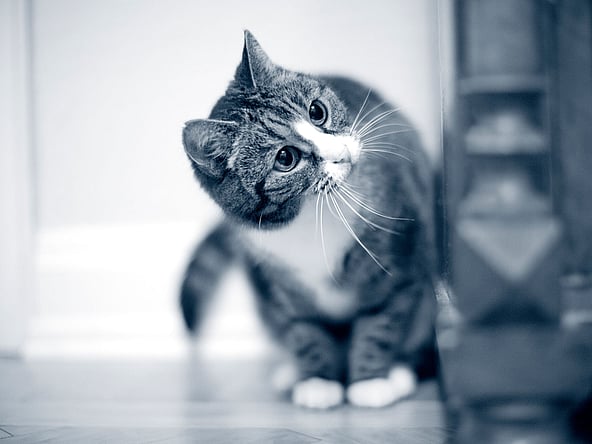 A cat looking at something.