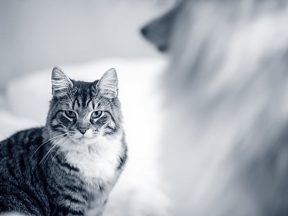 A cat looking at the camera.