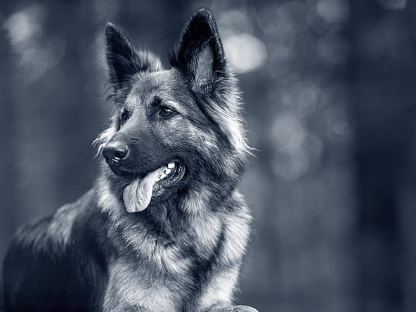 A dog with its tongue out.