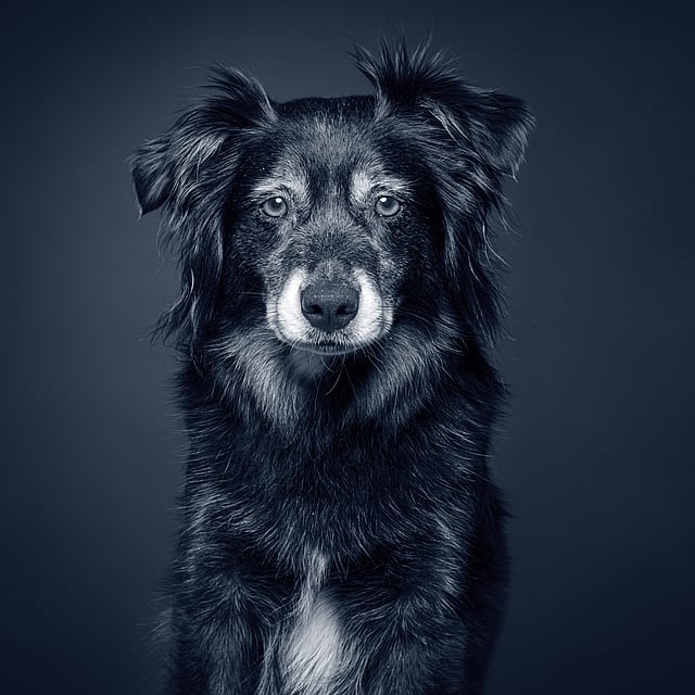 A black and white photo of a dog.
