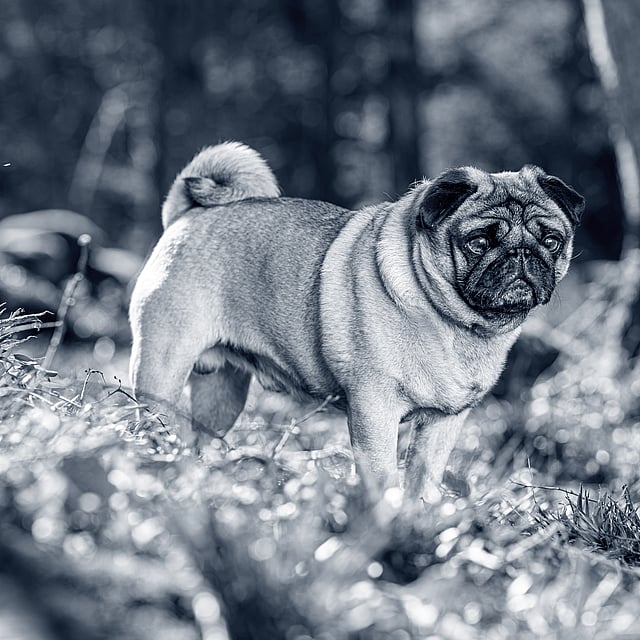 A dog standing in grass.