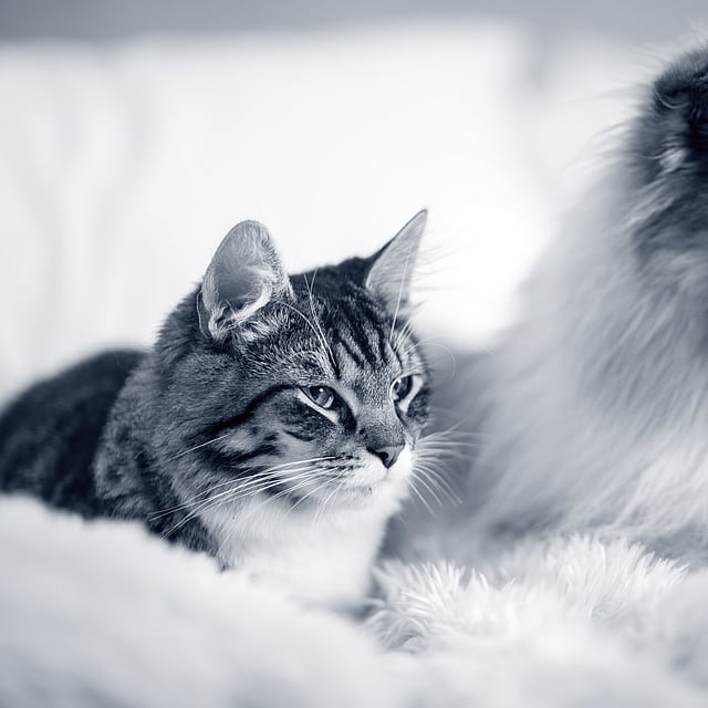 A dog and cat lying on a blanket.