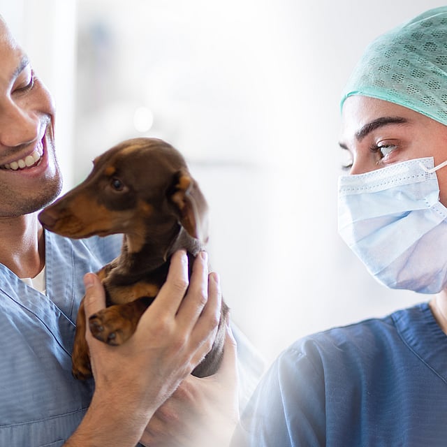 A couple of vets holding a dog.