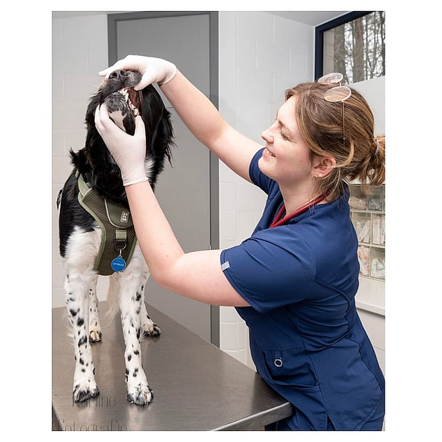 A person wearing gloves and a blue scrubs petting a dog.