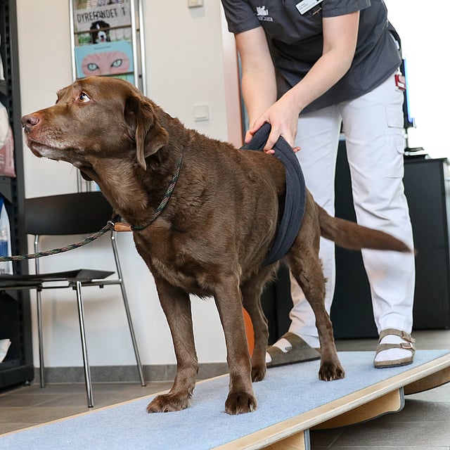 A dog on a board.
