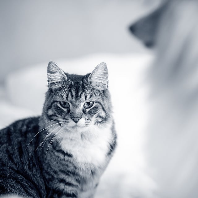 A cat looking at the camera.