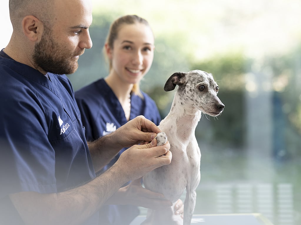 A person and person holding a dog.