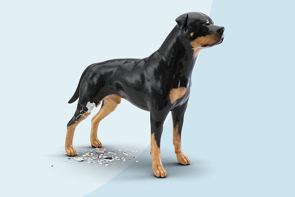 A dog with a broken paw.