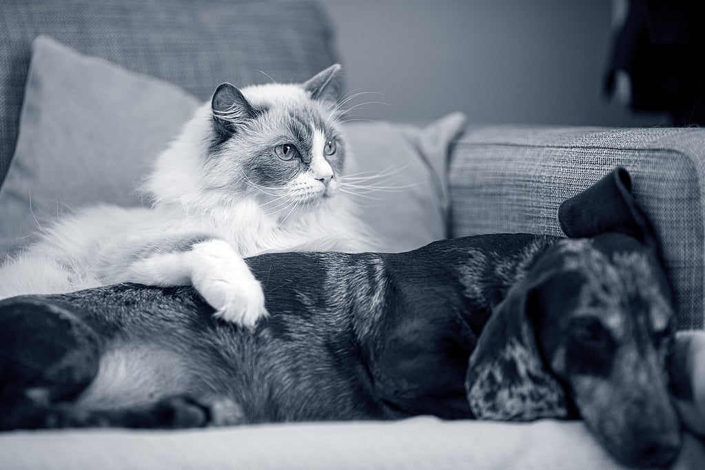 A cat lying on a couch next to a dog.