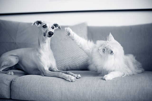 A dog and cat on a couch.