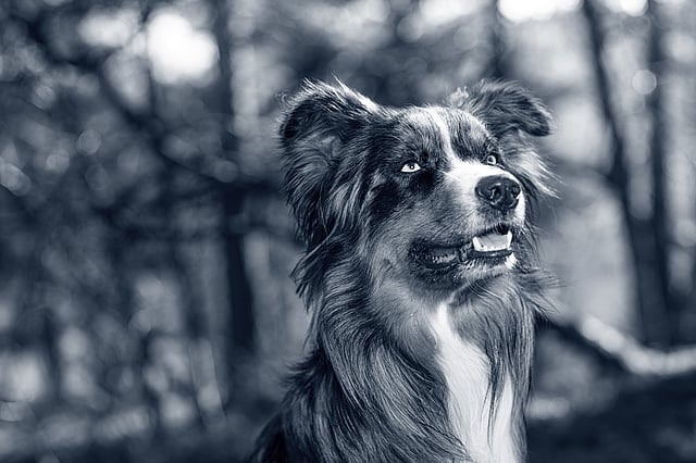 A dog looking up in the air.