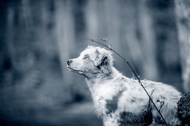 A dog standing in the woods.