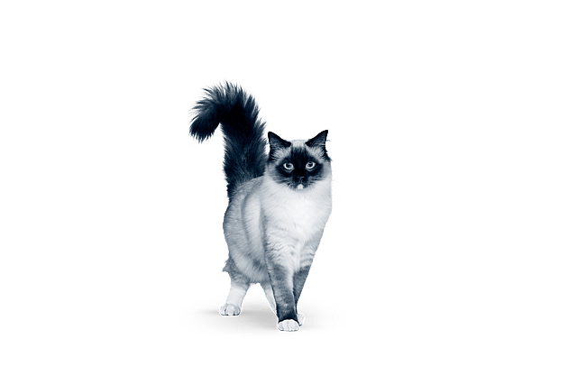 A cat walking on a black background.