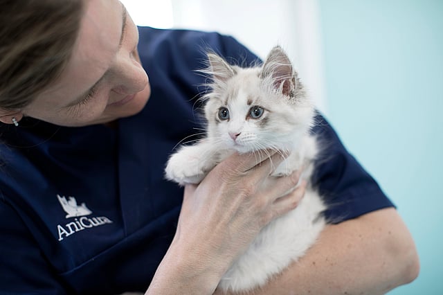 A person holding a cat.